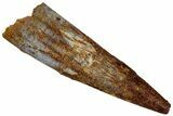 Fossil Pterosaur (Siroccopteryx) Tooth - Morocco #298745-1